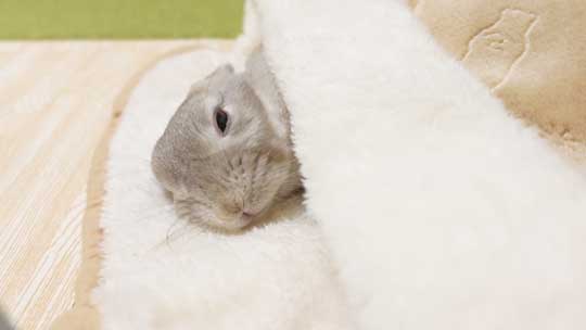 ウサギ ペットヒーター お布団 寝る 寝顔 眠る 子どもみたい 赤ちゃん