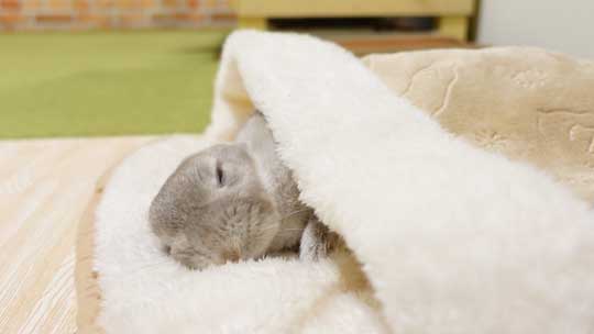 ウサギ ペットヒーター お布団 寝る 寝顔 眠る 子どもみたい 赤ちゃん