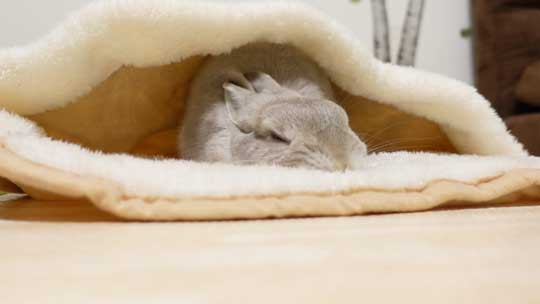 ウサギ ペットヒーター お布団 寝る 寝顔 眠る 子どもみたい 赤ちゃん