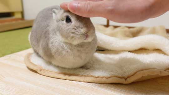 ウサギ ペットヒーター お布団 寝る 寝顔 眠る 子どもみたい 赤ちゃん