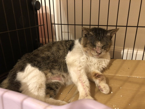 保護時の野良猫