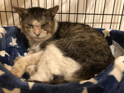 ぼろぼろだった野良猫