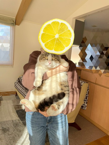 幸せそうな野良猫