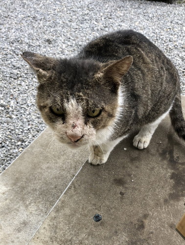 保護してから少したった野良猫