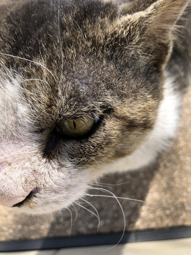 回復していく元野良猫