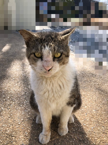 きれいになっていく猫