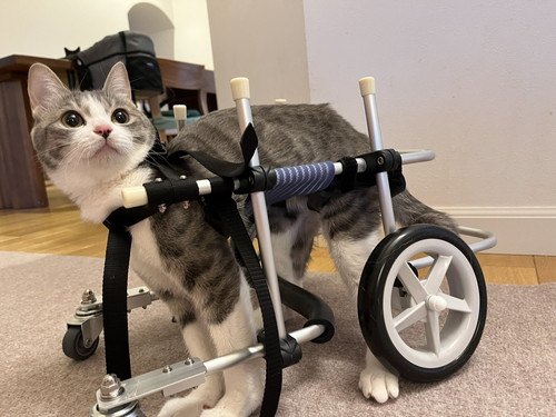 猫と車いす