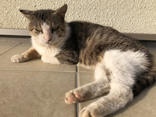 こちらを見る元野良猫