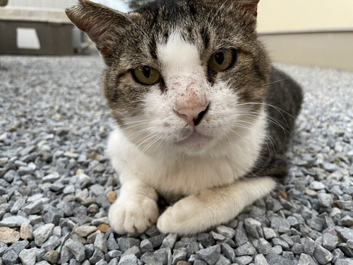 優しいまなざしになってきた猫