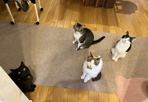 ごはんが食べたい猫たち