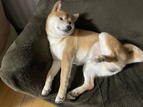 撮影でポーズを決めるれあるくん