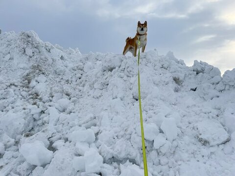 登頂部から見下ろす蓮くんのうれしそうなお顔