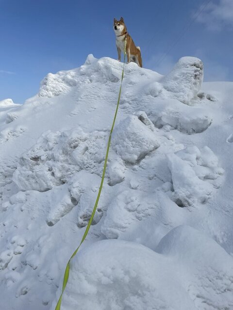 ライオンキングのような蓮くん