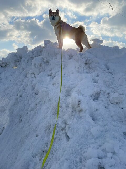 後ろを振り返る蓮くん