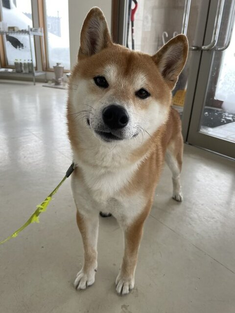 にっこりほほ笑む蓮くん