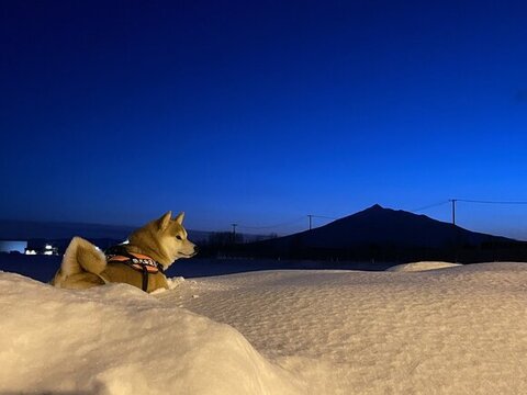 夜の散歩を楽しむ蓮くん