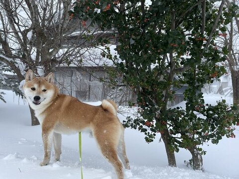 匂いをかぐれあるくん