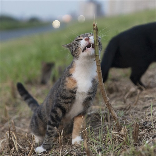 必死すぎるネコ 一心不乱篇