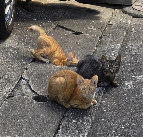 必死すぎるネコ 一心不乱篇