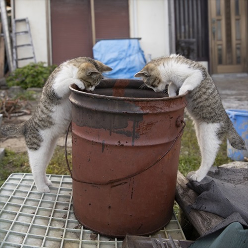 必死すぎるネコ 一心不乱篇