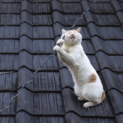 必死すぎるネコ 一心不乱篇