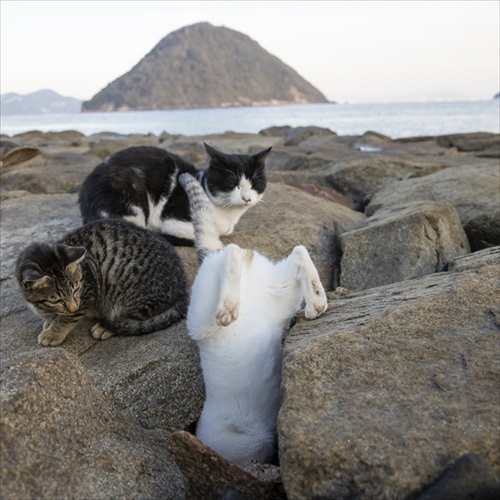 必死すぎるネコ 一心不乱篇