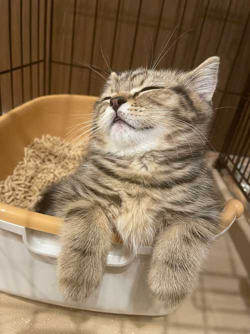 トイレに入りながら寝たマンチカンの子猫