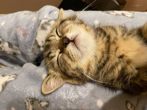 寝顔がかわいい