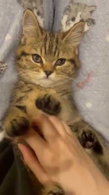 トイレ 入りながら 寝た 子猫 マンチカン