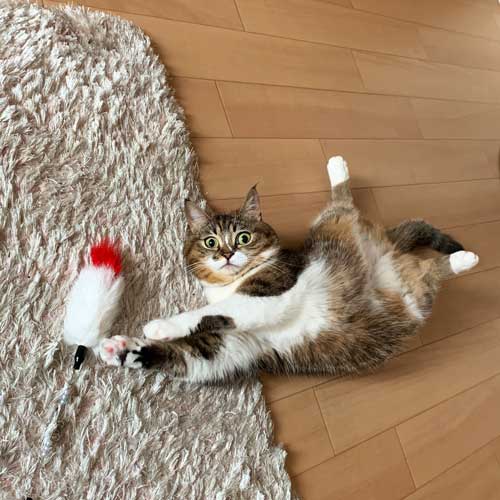 ココちゃんのお転婆ポーズ