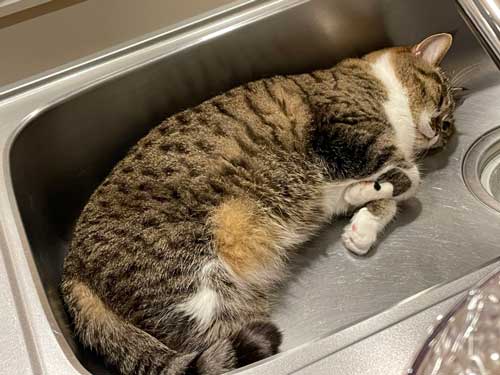 気持ちよさそうな写真