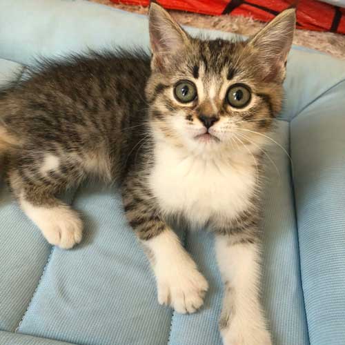 ココちゃんの子猫時代の写真