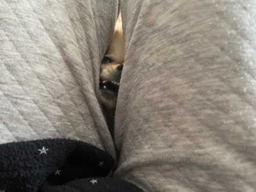 ポメラニアンぽかん