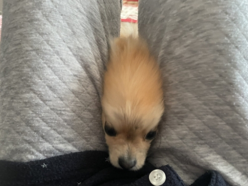 謎の生物のような犬