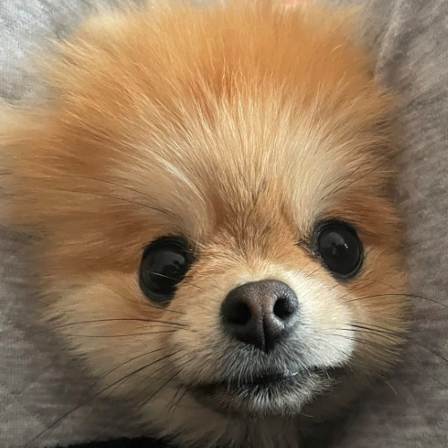 思考停止した表情の犬