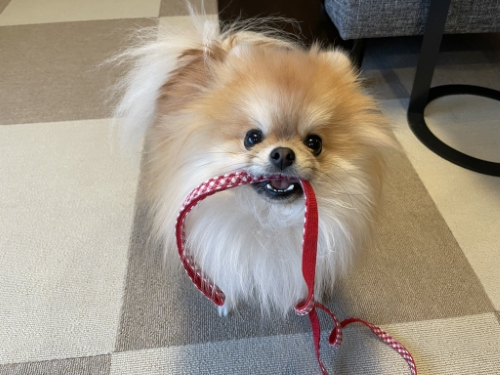 笑顔のポメラニアン