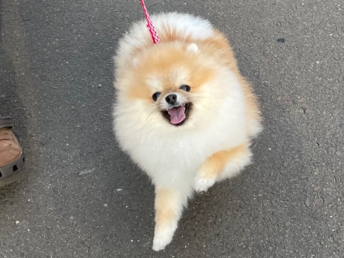 お散歩ではしゃぐポメラニアン