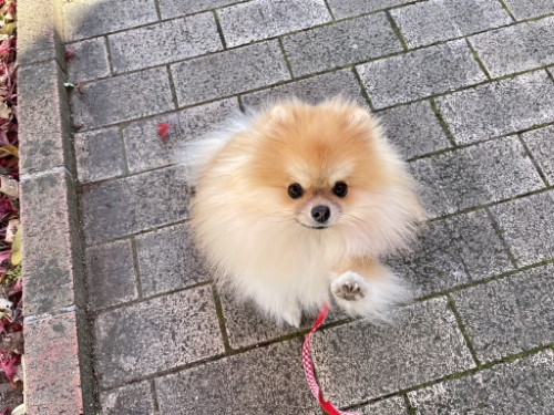 お手するポメラニアン