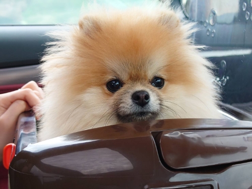 犬病院に気付いた犬