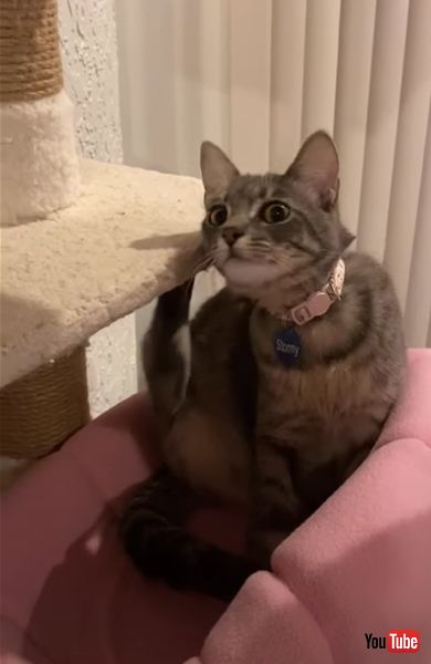 キャットタワーをかいてしまう猫