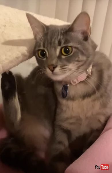 不思議な気持ちの猫