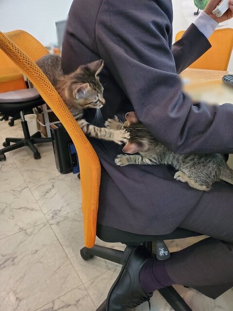 猫不動産