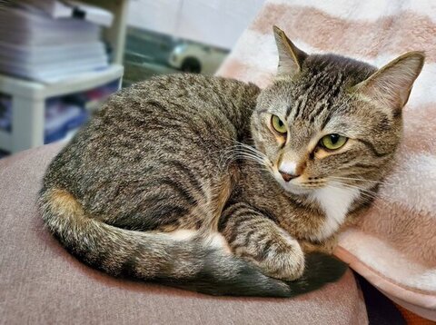 くつろぐトラちゃん