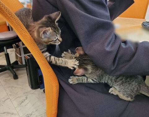 イチタくんとルイくんのじゃれあいアップ