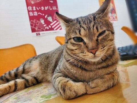 眠そうなルイ君