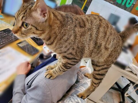 肩に乗るルイくん