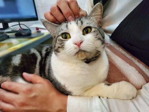 なでられるハルちゃん