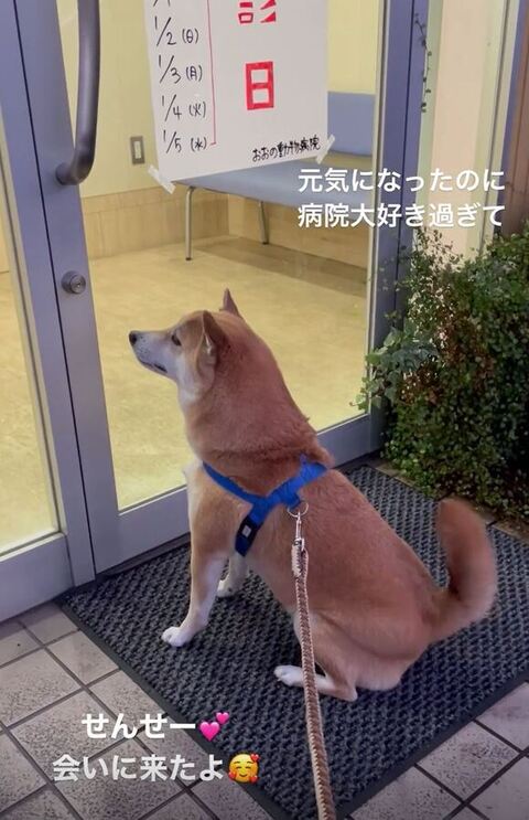 病院好き柴犬