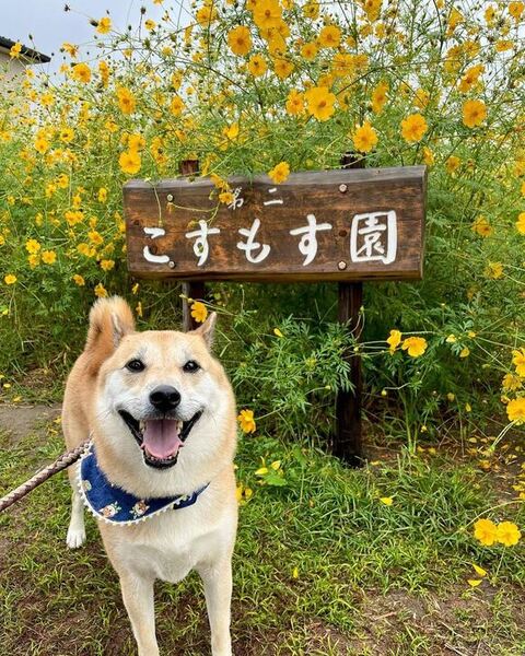 コスモス園と拓くん