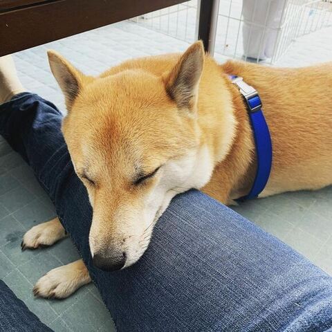 飼い主さんの足で寝る拓くん